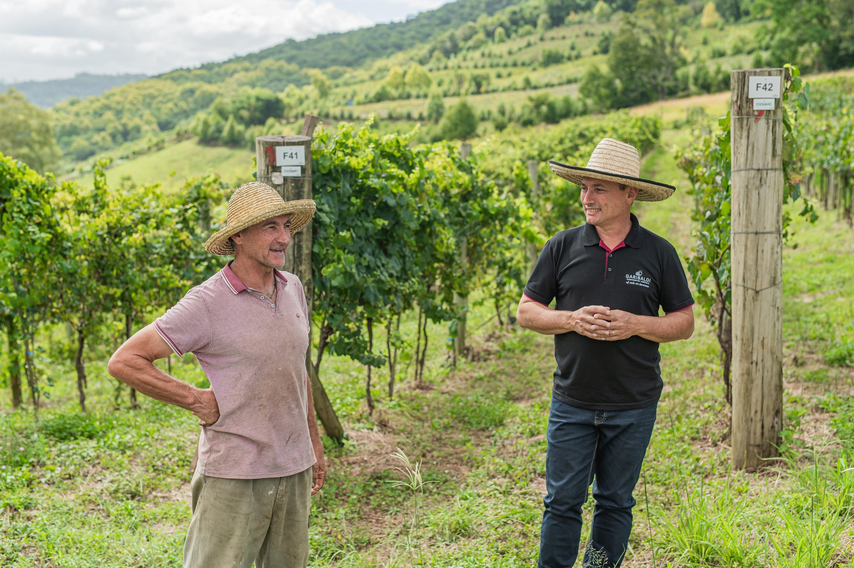 Orienta&ccedil;&atilde;o aos cooperados, como Valderlei Bera (&agrave; esq.), com&nbsp;e o gerente agr&iacute;cola da Cooperativa Vin&iacute;cola Garibaldi, Evandro Bosa