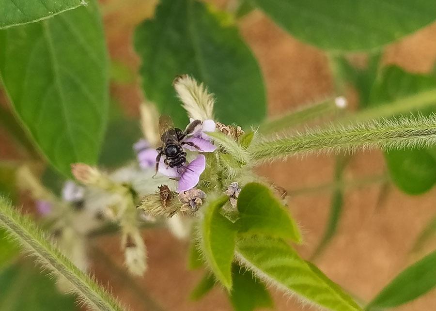 Do total de 764 abelhas coletadas nas amostragens, 89% eram abelhas nativas do Brasil