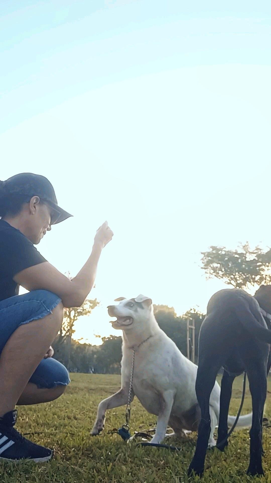 Educar um c&atilde;o n&atilde;o significa apenas ensinar comandos, mas aprender a interpretar sua comunica&ccedil;&atilde;o