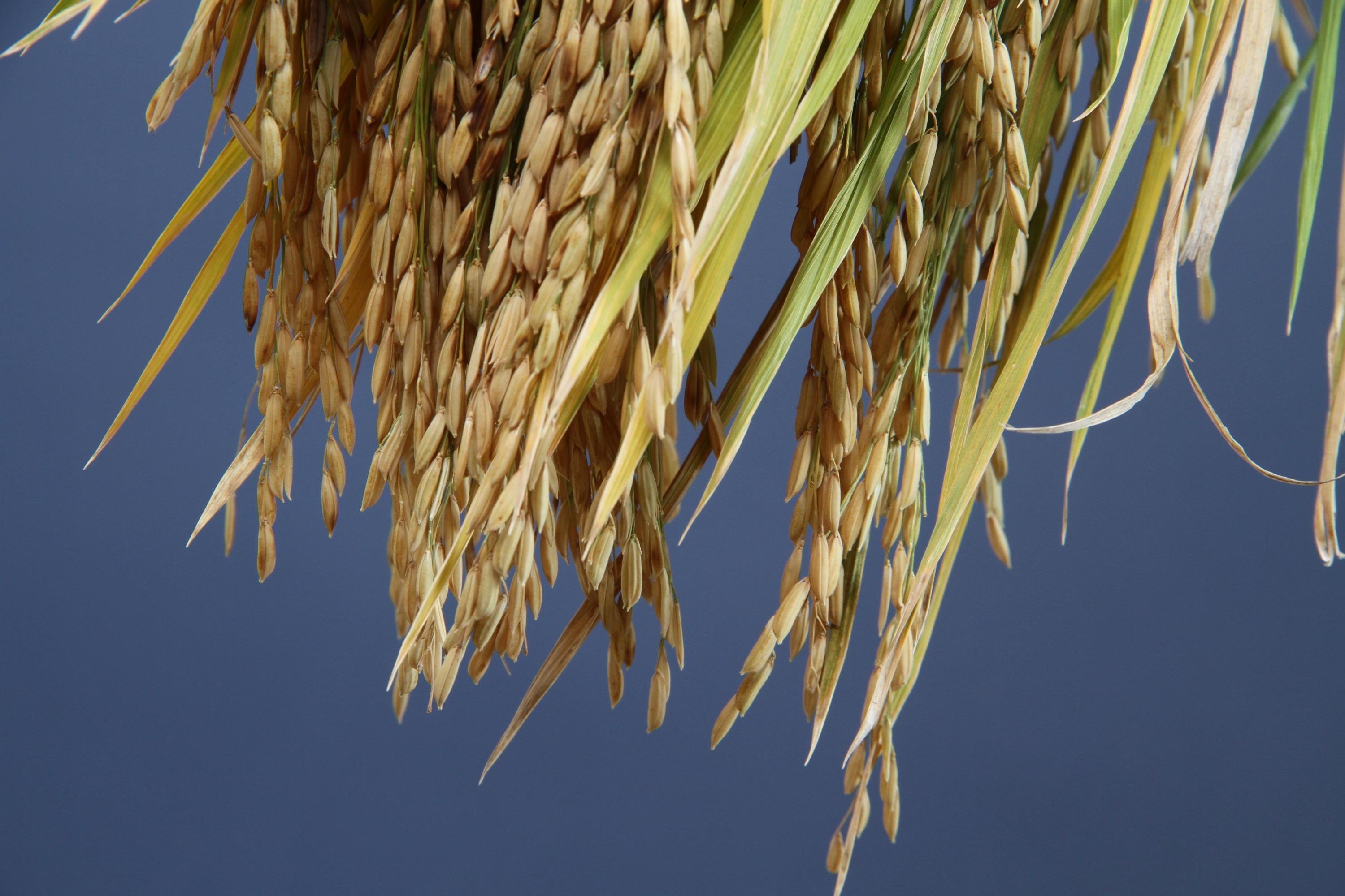 Para as entidades do arroz, se mantidos os atuais crit&eacute;rios haver&aacute; redu&ccedil;&atilde;o significativa do alcance das medidas de renegocia&ccedil;&atilde;o