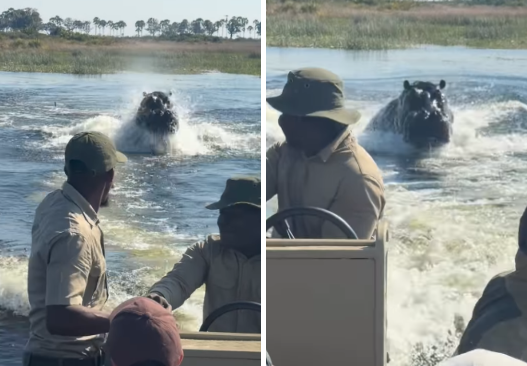O grupo de turistas foi surpreendido pelo animal ao atravessar de um safari para outro