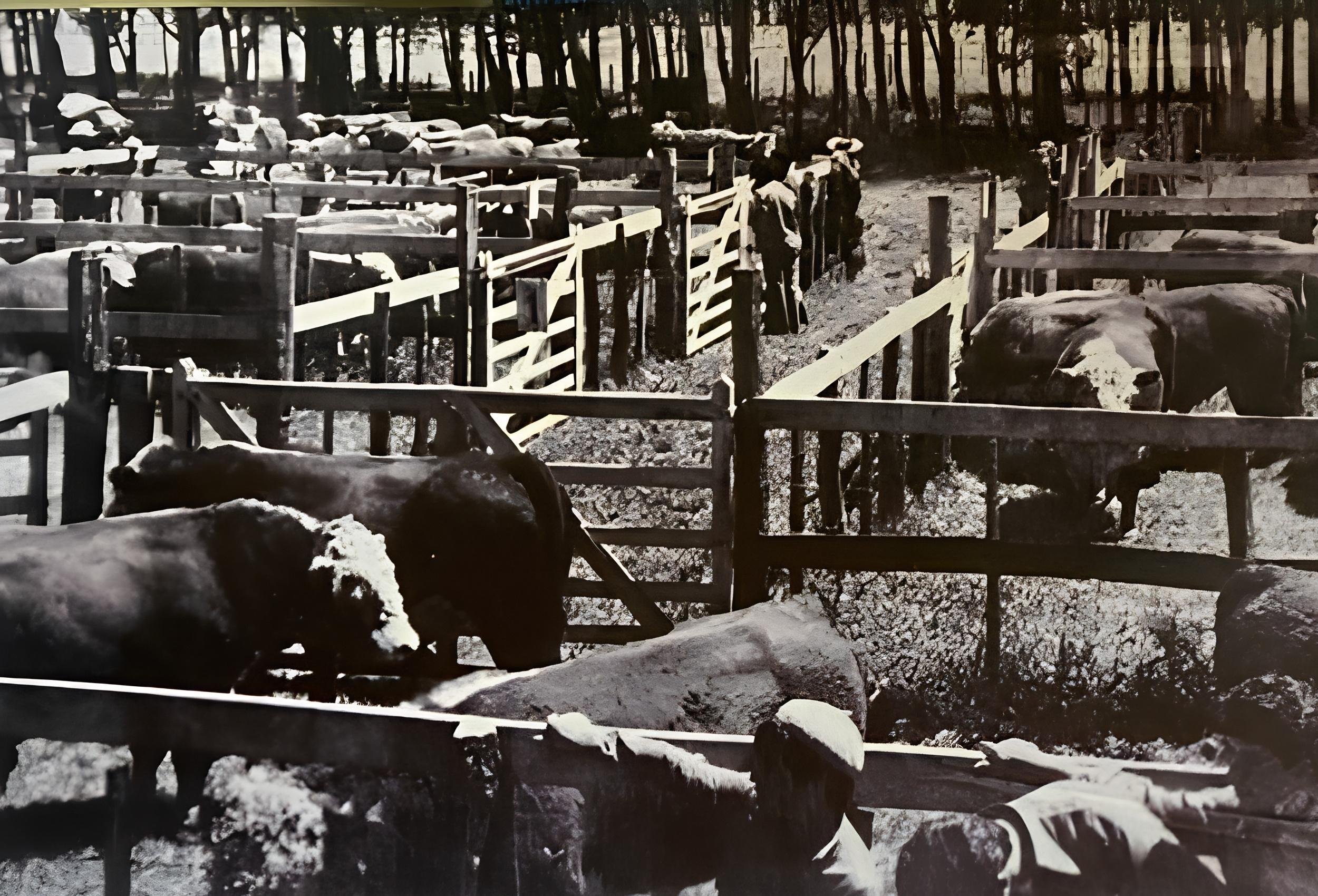 Document&aacute;rio foi constru&iacute;do com a participa&ccedil;&atilde;o de diferentes gera&ccedil;&otilde;es ligadas &agrave; pecu&aacute;ria
