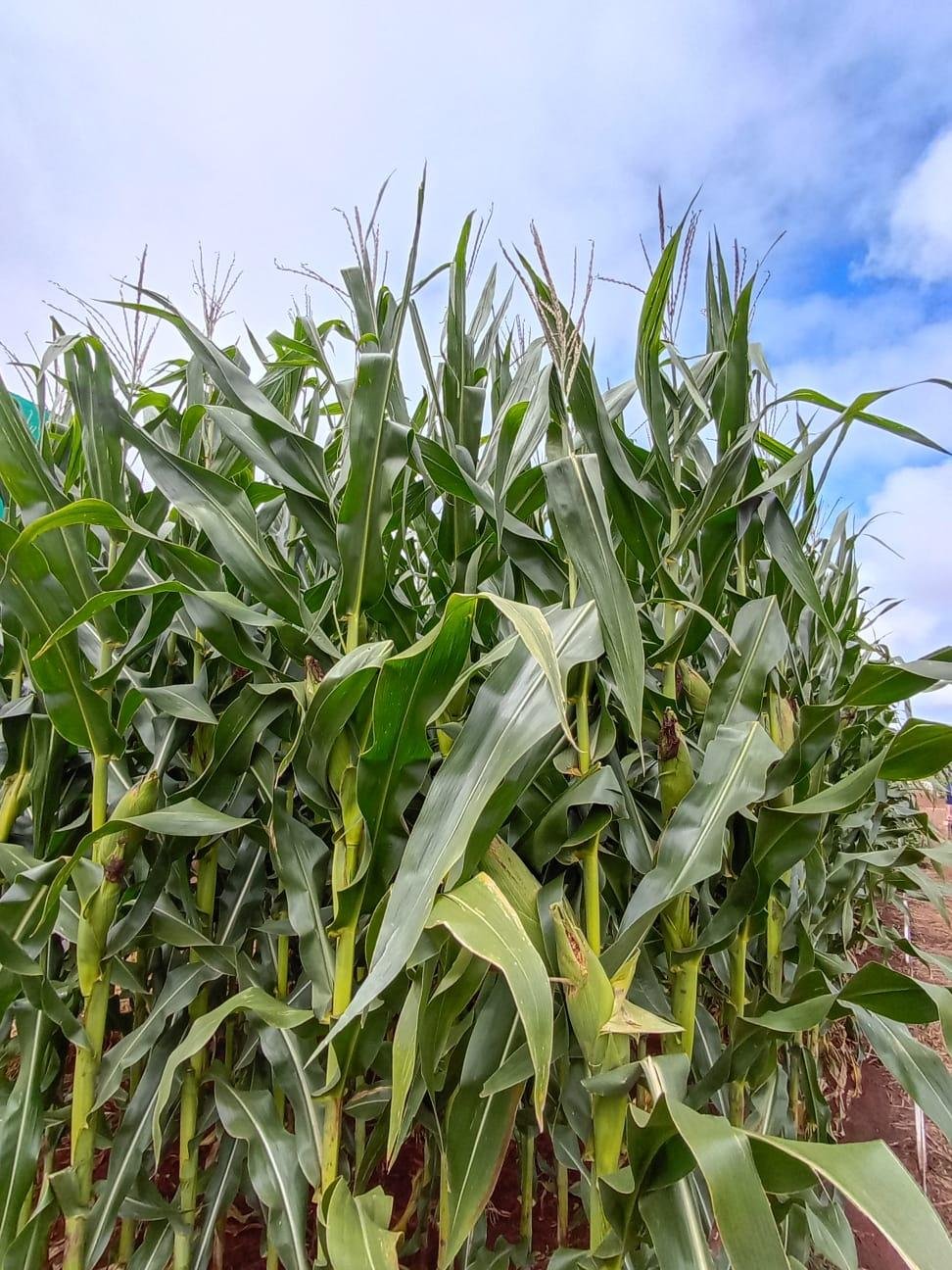 Recursos se destinam a cr&eacute;dito para agricultores endividados em raz&atilde;o dos problemas clim&aacute;ticos
