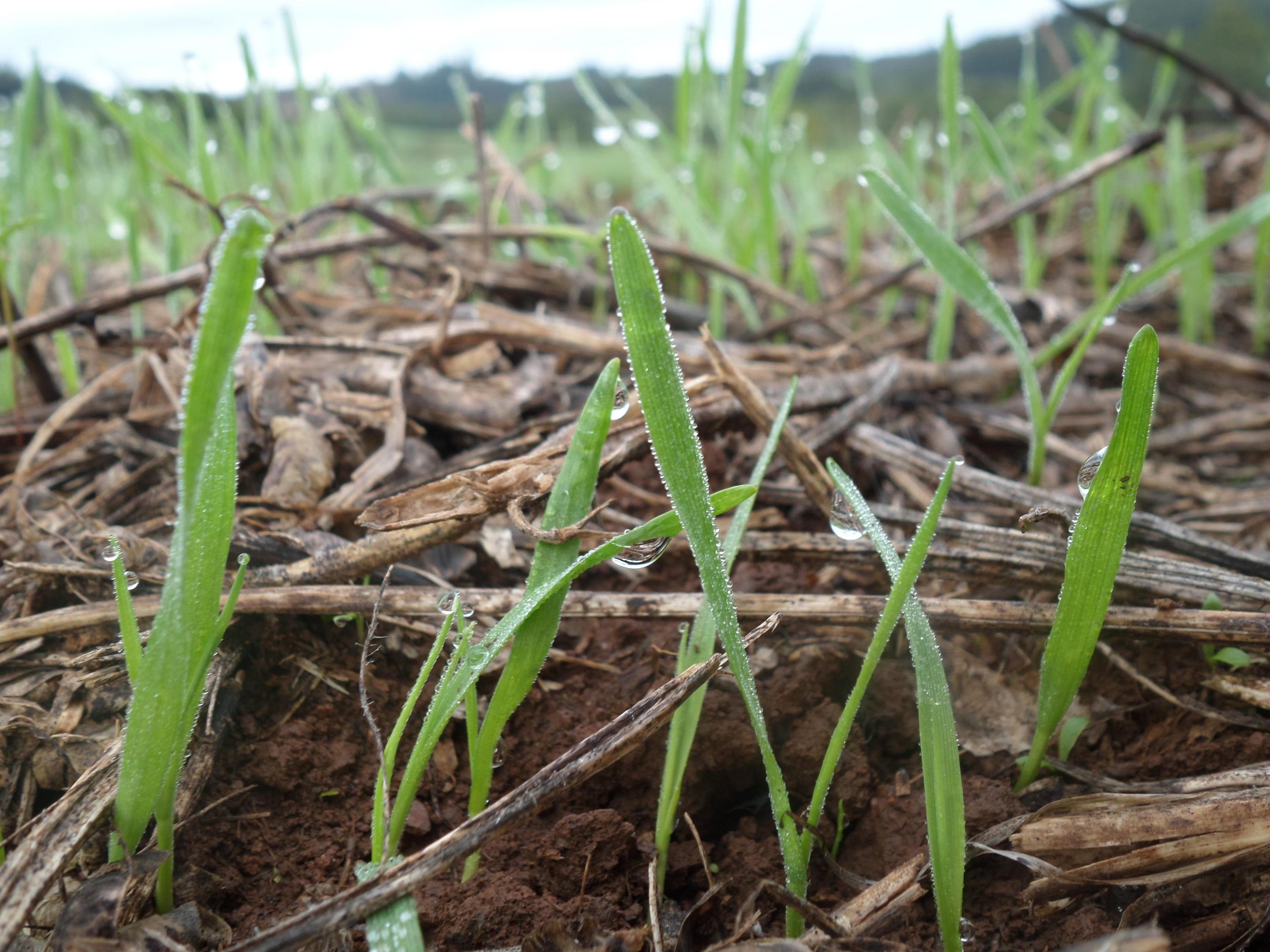 Emater/RS-Ascar ressalta que a eleva&ccedil;&atilde;o das temperaturas acelerou o crescimento e antecipou as fases de elonga&ccedil;&atilde;o do colmo