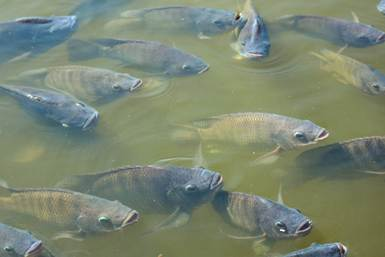 Peixes s&atilde;o pecilot&eacute;rmicos, ou seja, sua temperatura corporal acompanha a do ambiente