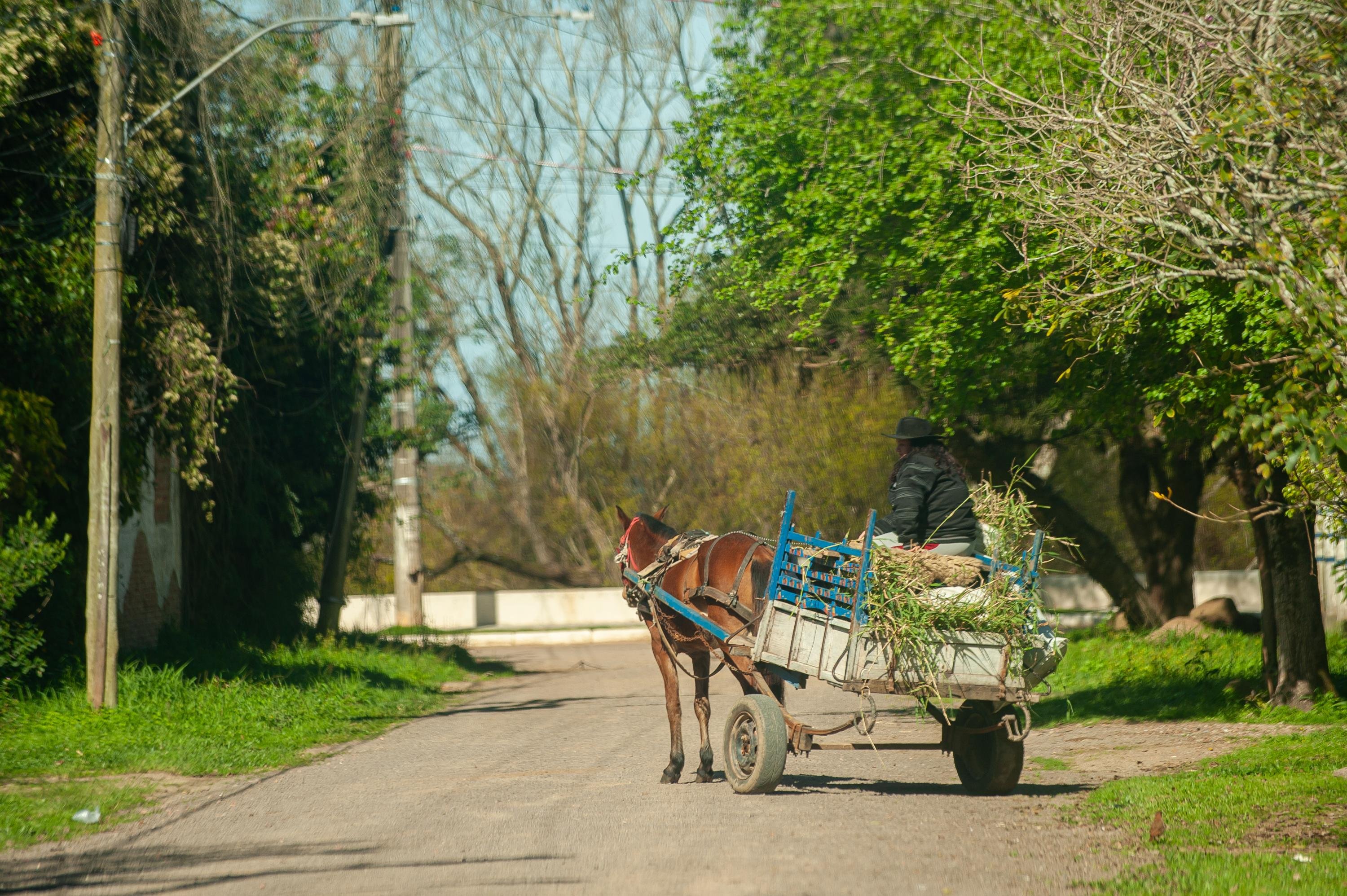 Circula&ccedil;&atilde;o de ve&iacute;culos movidos por tra&ccedil;&atilde;o animal