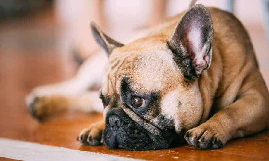A raiva &eacute; uma doen&ccedil;a evit&aacute;vel atrav&eacute;s da vacina&ccedil;&atilde;o