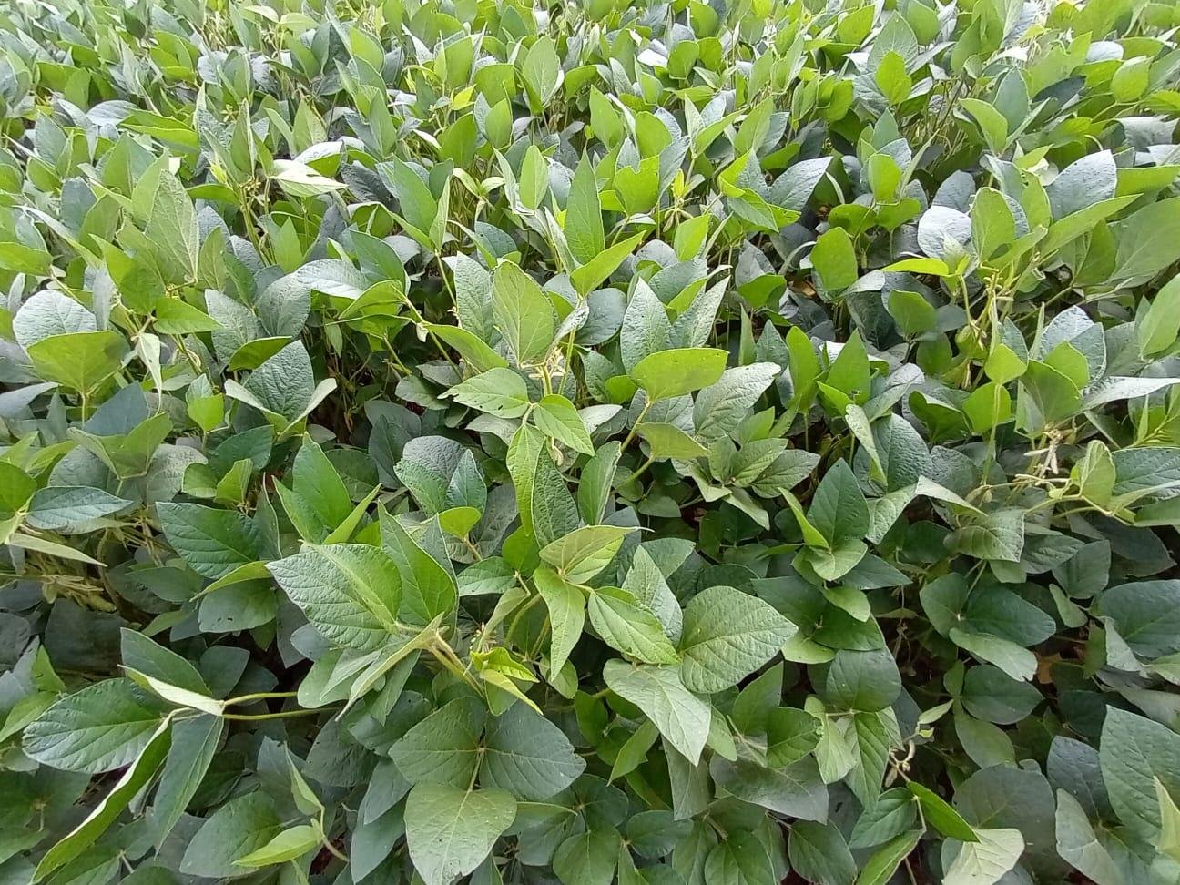 Culturas de alta demanda nutricional como a soja empregam mais os bioinsumos como alternativa para reduzir custos