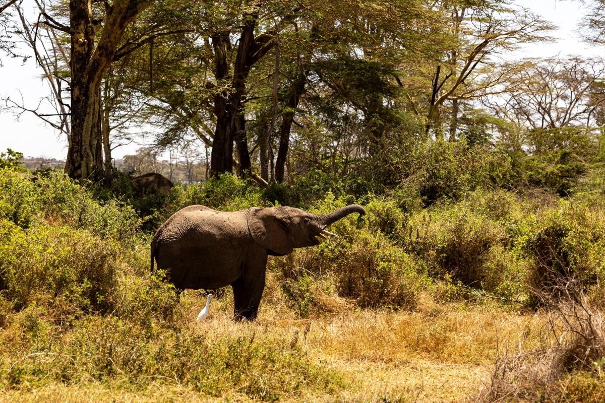Segundo o Fundo Mundial para a Natureza (WWF), existem menos de 50.000 elefantes-asi&aacute;ticos em estado selvagem
