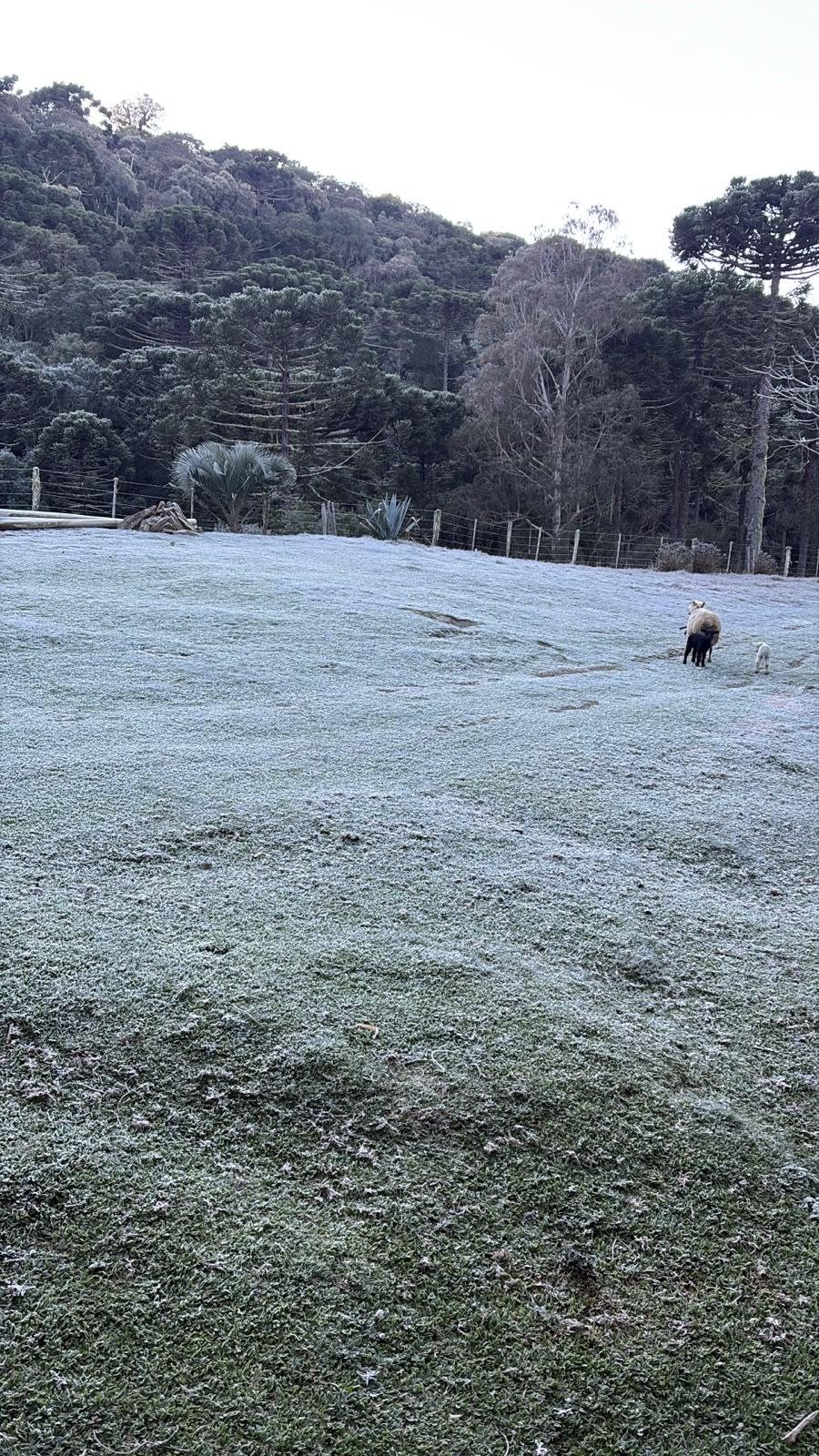 Em S&atilde;o Jos&eacute; dos Ausentes, a cidade com menor temperatura do Estado, os campos amanheceram brancos com a geada