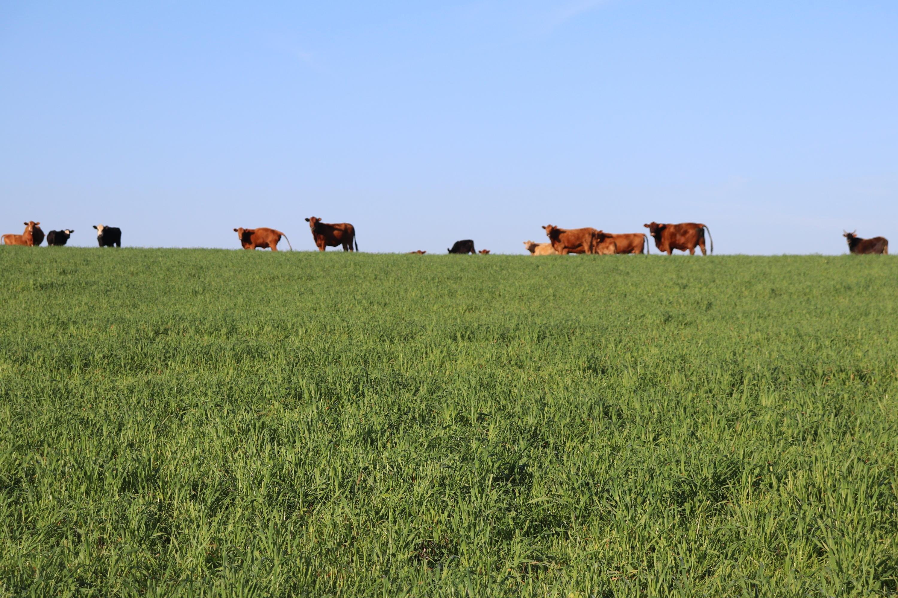 Entre as esp&eacute;cies de inverno destacadas na feira estar&atilde;o trigo, cevada, triticale e diferentes cultivares de aveia(foto)