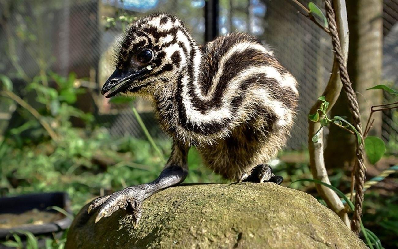 Animal est&aacute; sendo criado diretamente pela equipe t&eacute;cnica do zool&oacute;gico e atualmente pesa 780 gramas