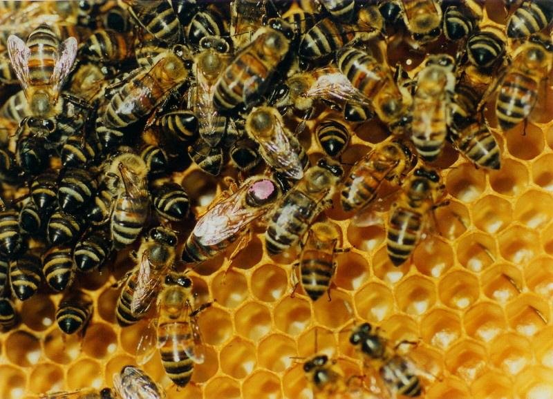 A proposta &eacute; apresentar aos visitantes urbanos e rurais o potencial produtivo e a relev&acirc;ncia ambiental das abelhas