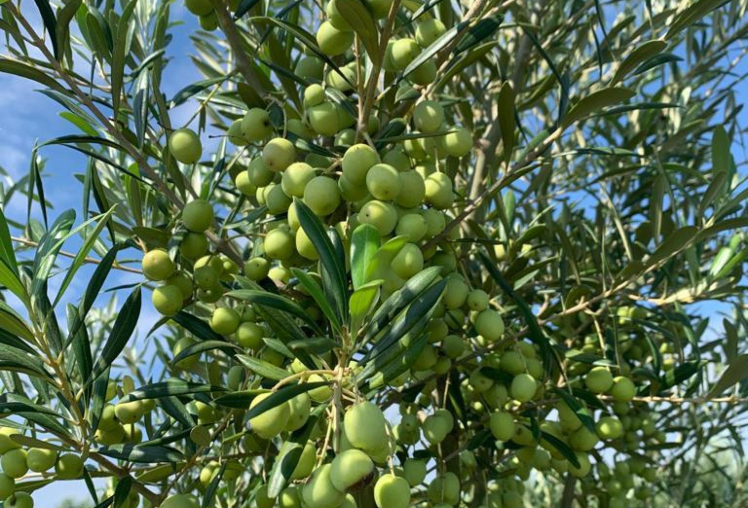 Entidade ressalta ser necess&aacute;rio defender os produtores e a ind&uacute;stria nacional do azeite de oliva