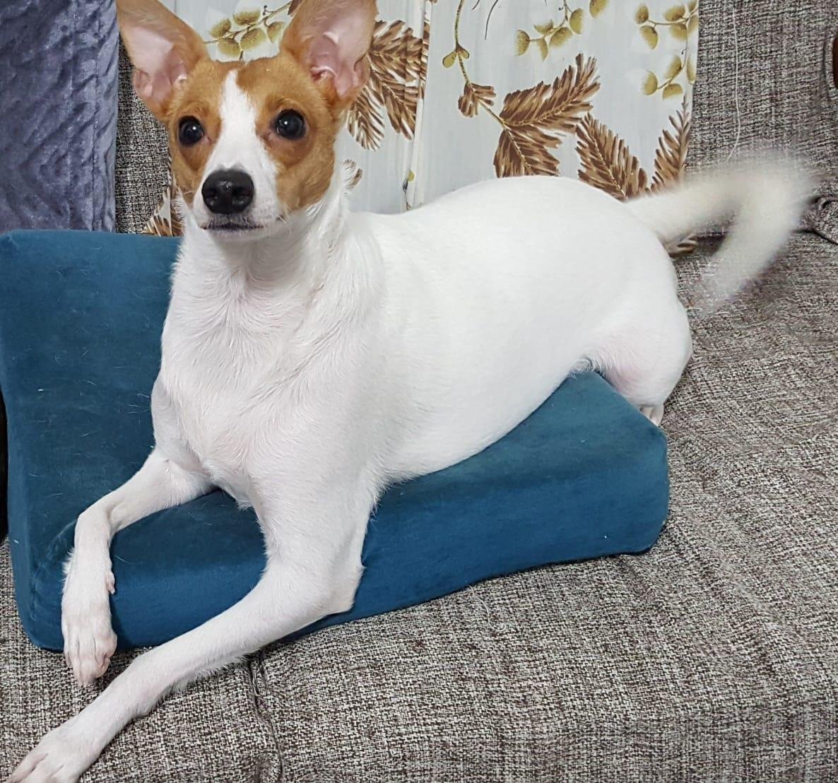 C&atilde;es s&atilde;o lembrados em v&aacute;rios pa&iacute;ses no dia 26 de agosto