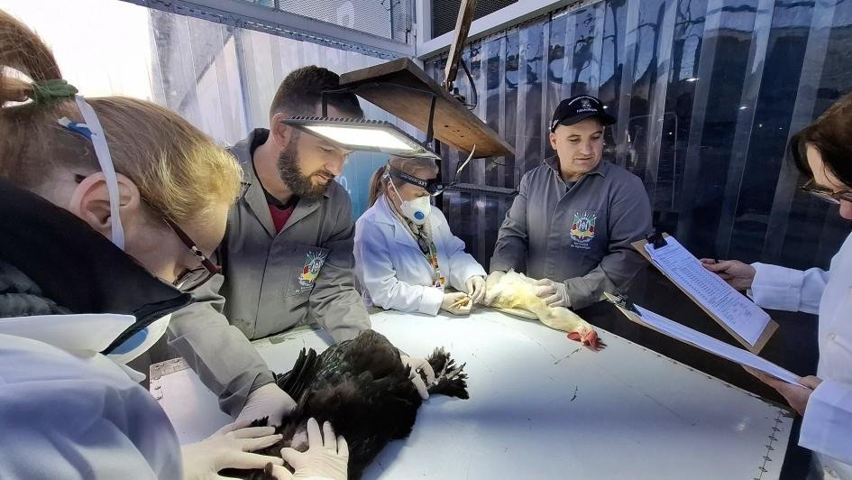 Feiras de aves e coelhos registraram aumento de 47% no n&uacute;mero de inscritos