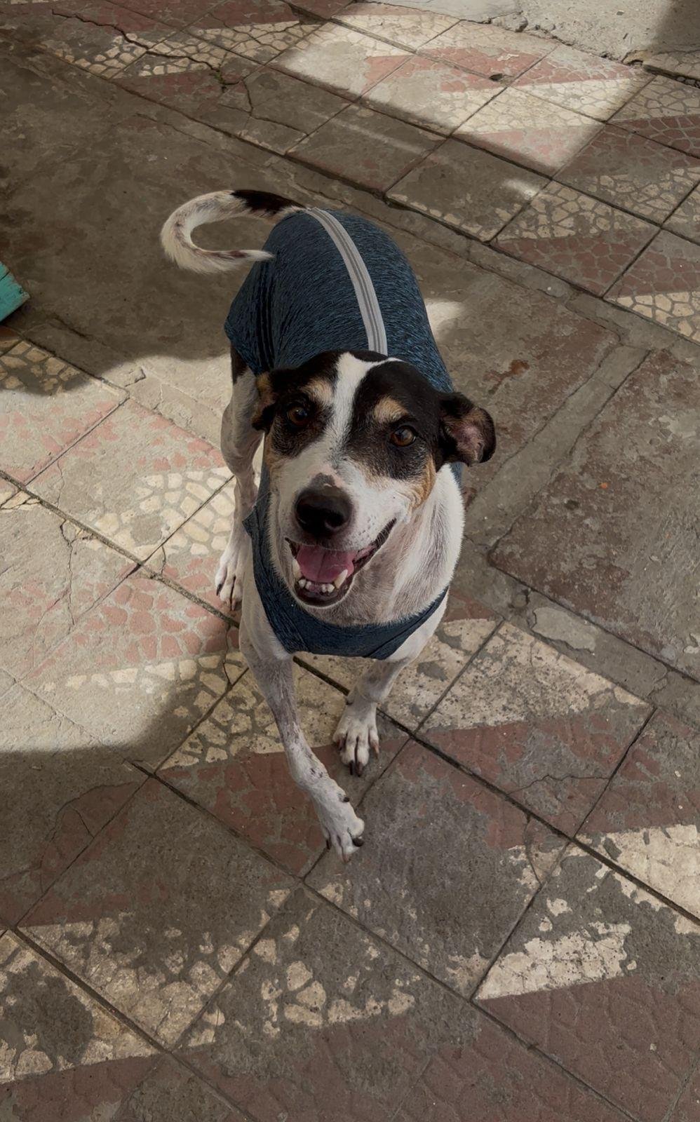 Vit&oacute;rio &eacute; um c&atilde;o idoso que necessita de tutores que aceitem suas limita&ccedil;&otilde;es