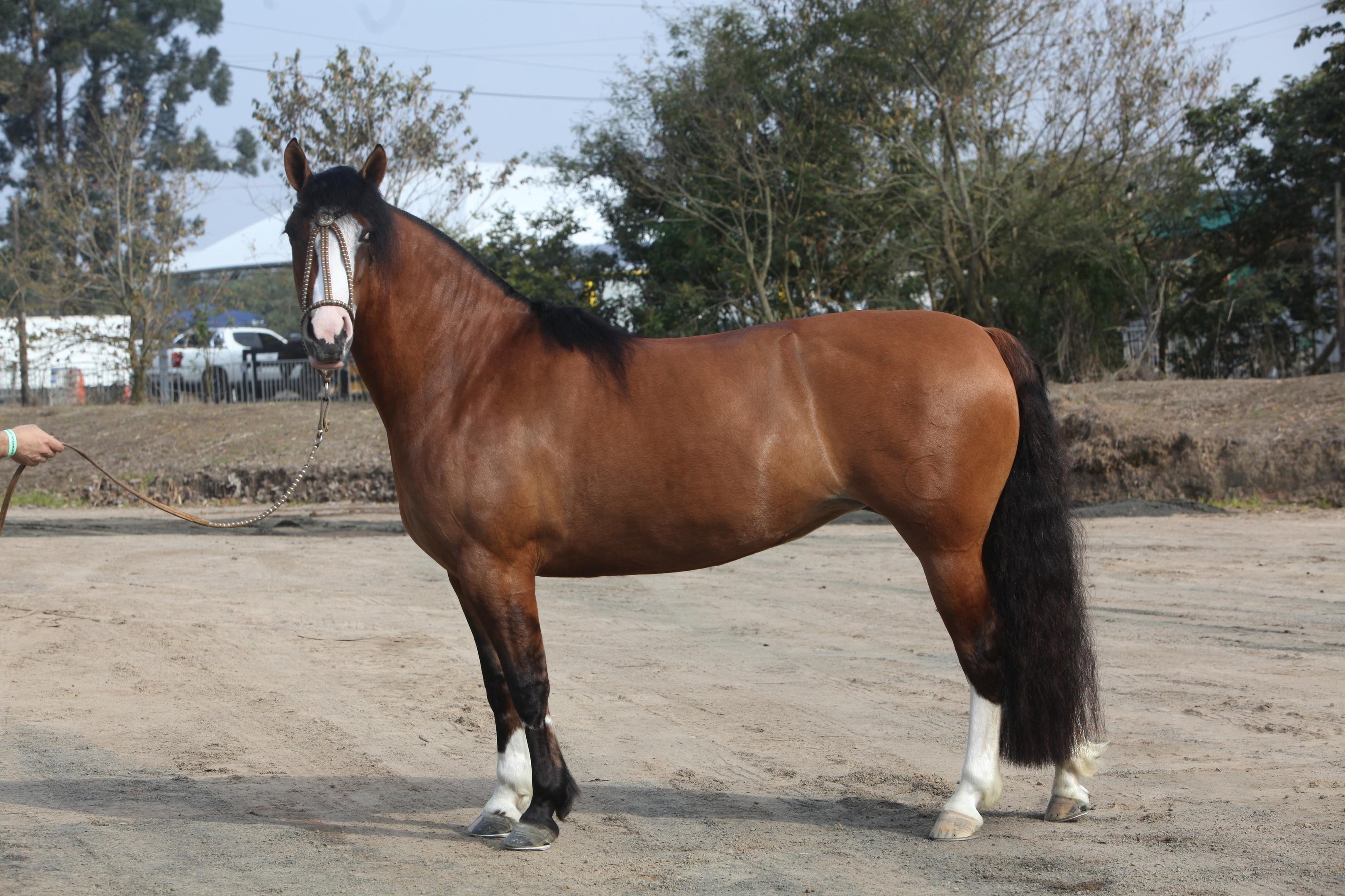 Cavalo Criolo RE Uma Garoa da Estancia da Liberdade