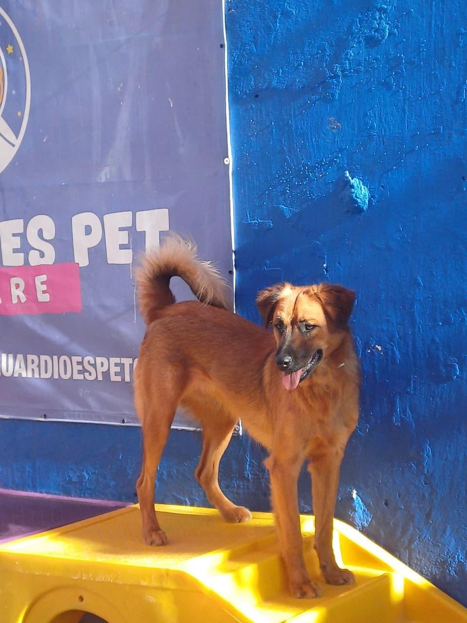 Caramelo &eacute; um c&atilde;ozinho t&iacute;mido, mas cheio de amor para compartilhar