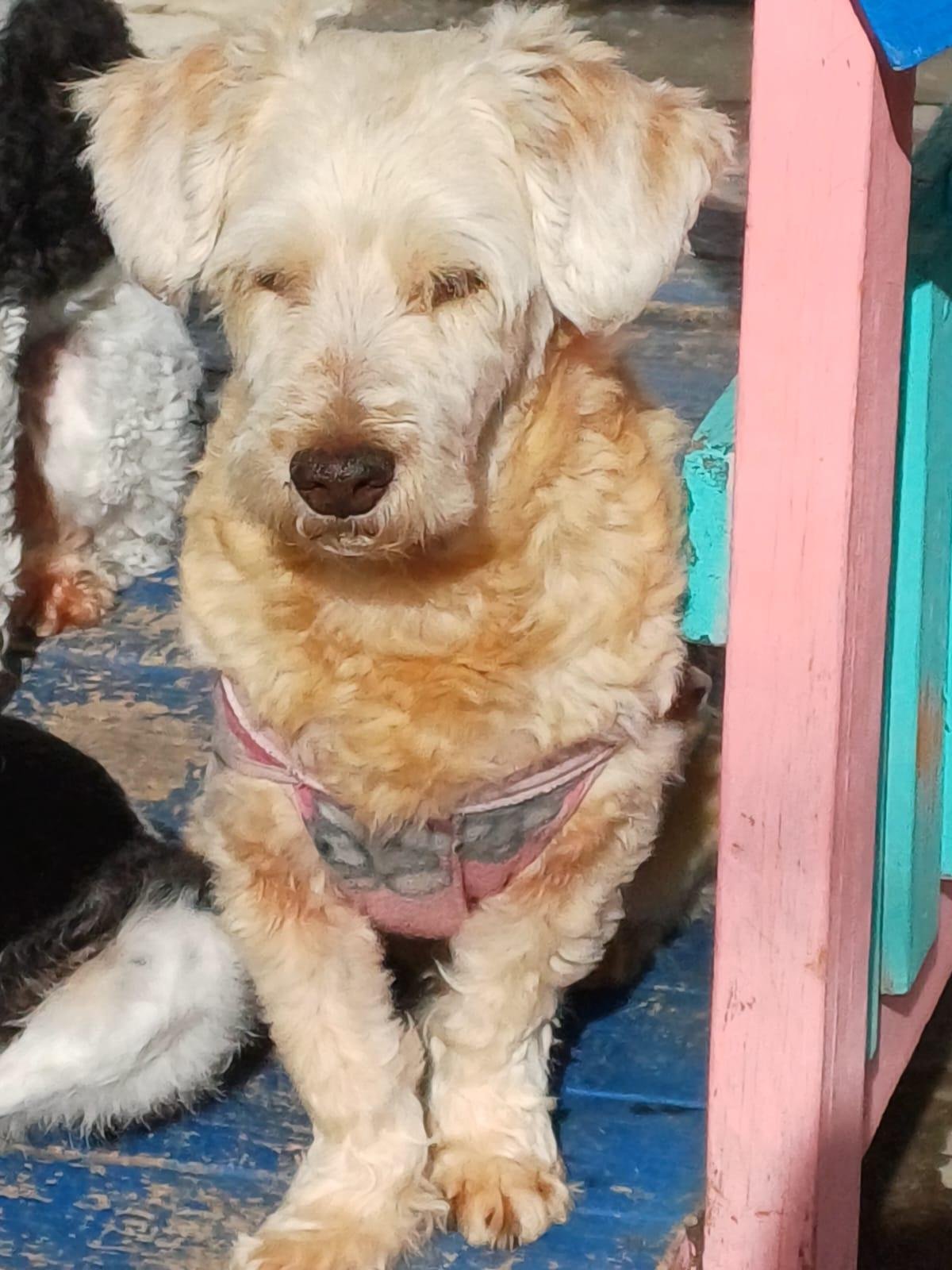 Tot&oacute; &eacute; d&oacute;cil e adoro carinho e aguarda por uma fam&iacute;lia que o ame