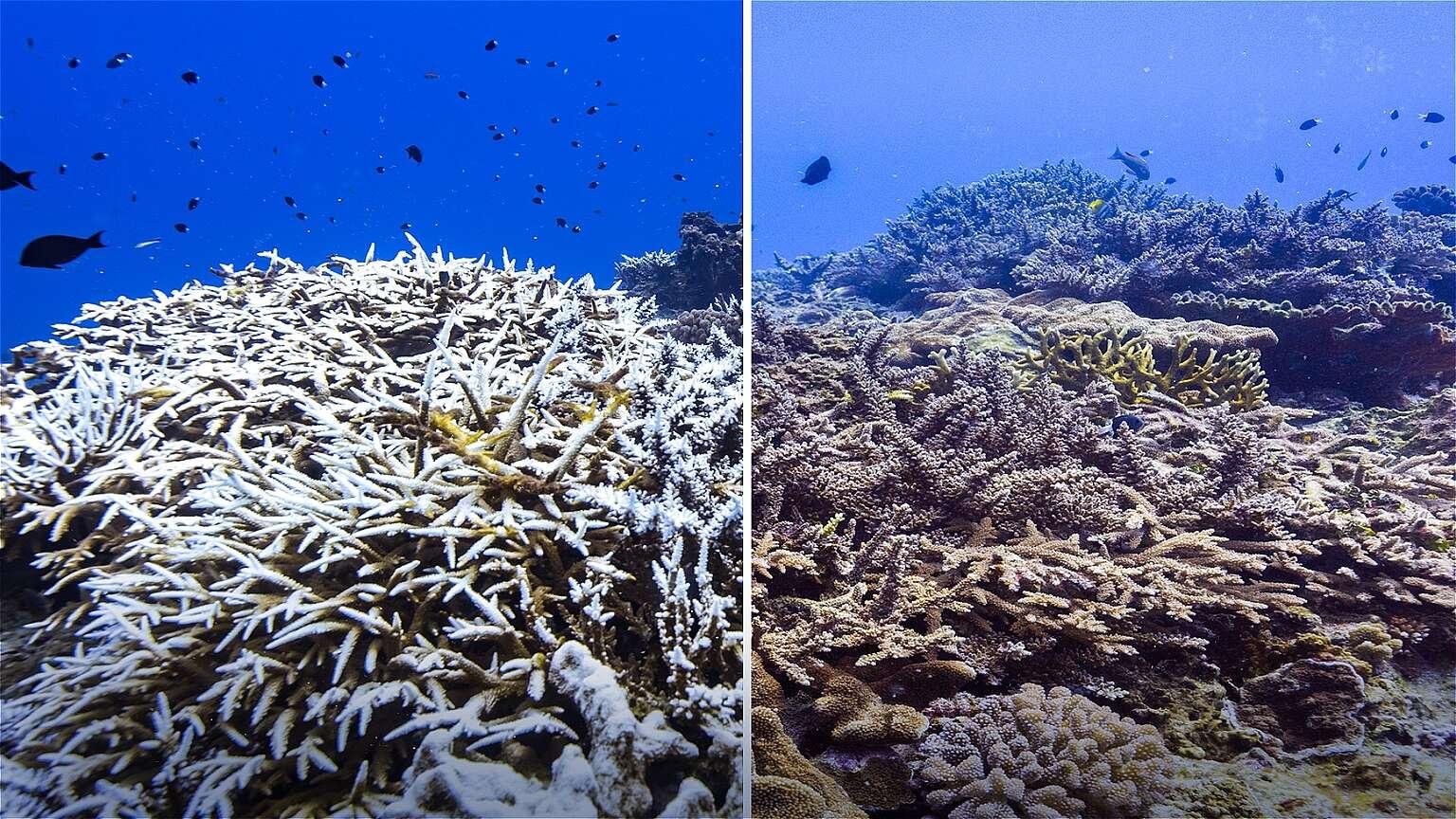 Estudo em esqueletos de mil anos mostra que eventos do fen&ocirc;meno clim&aacute;tico se tornam mais fortes