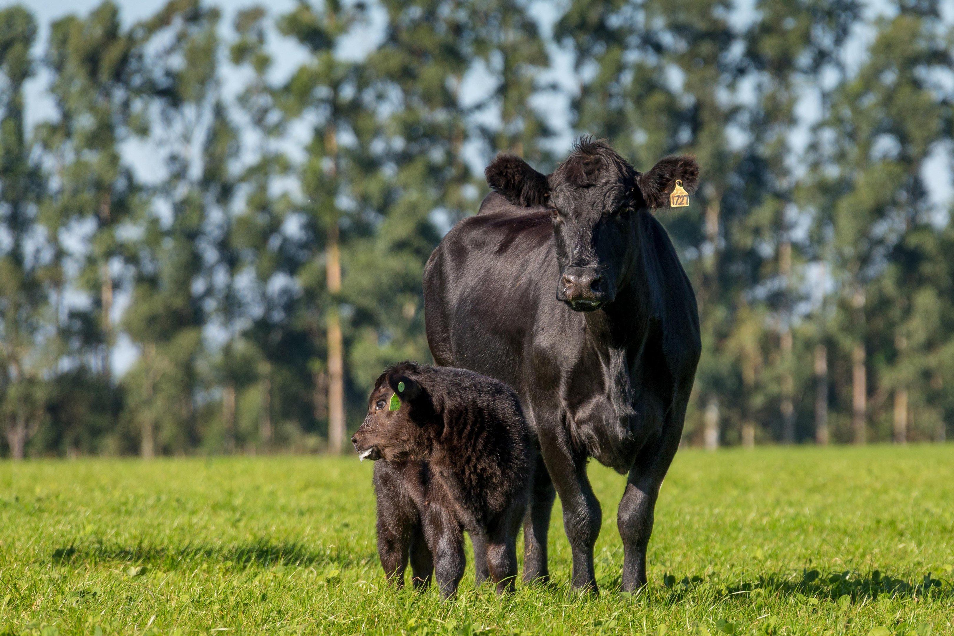 A chegada do indicador ao mercado pecu&aacute;rio ga&uacute;cho foi impulsionada pela Associa&ccedil;&atilde;o Brasileira de Angus