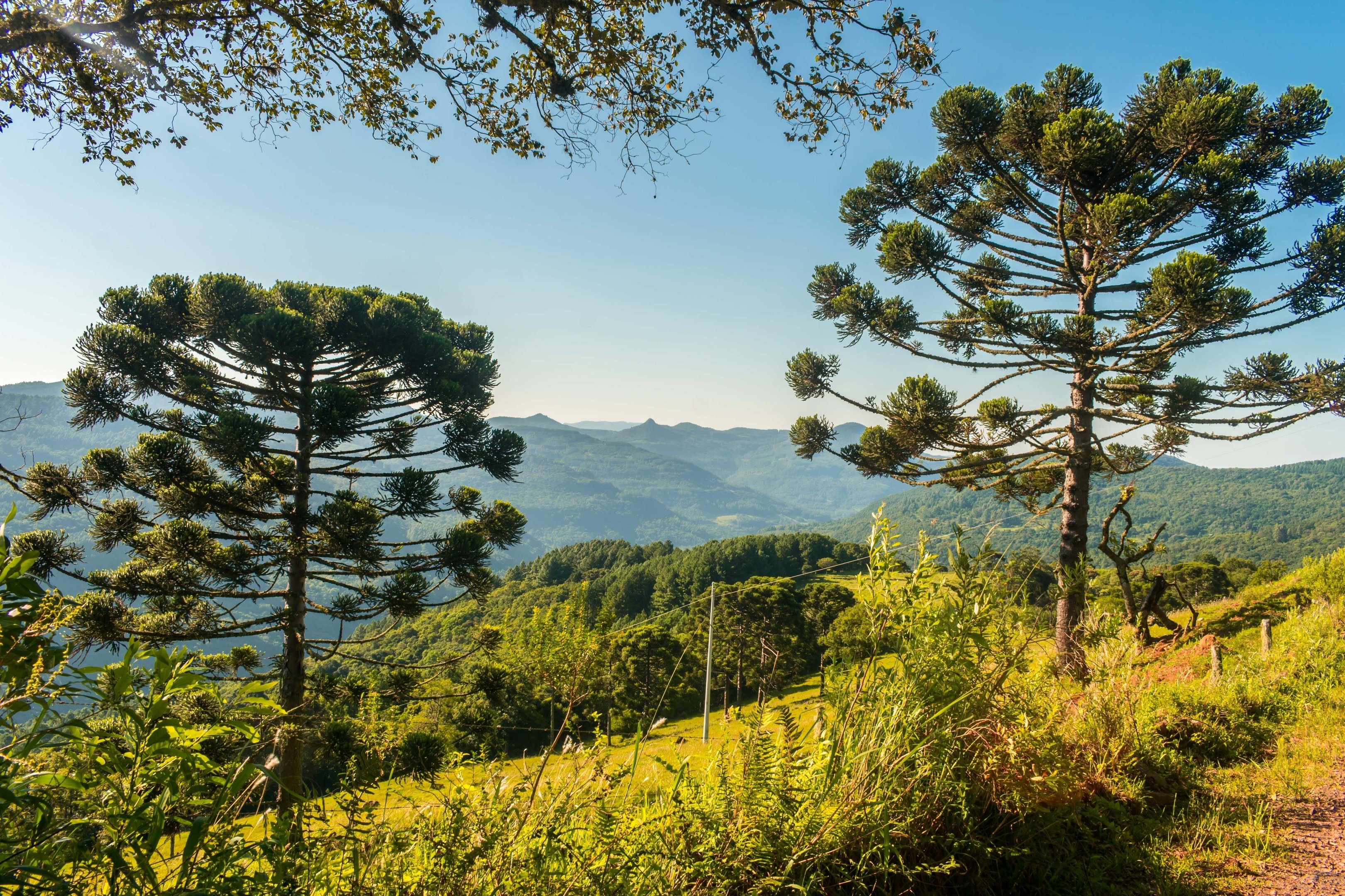 S&atilde;o Francisco de Paula, Serra Ga&uacute;cha