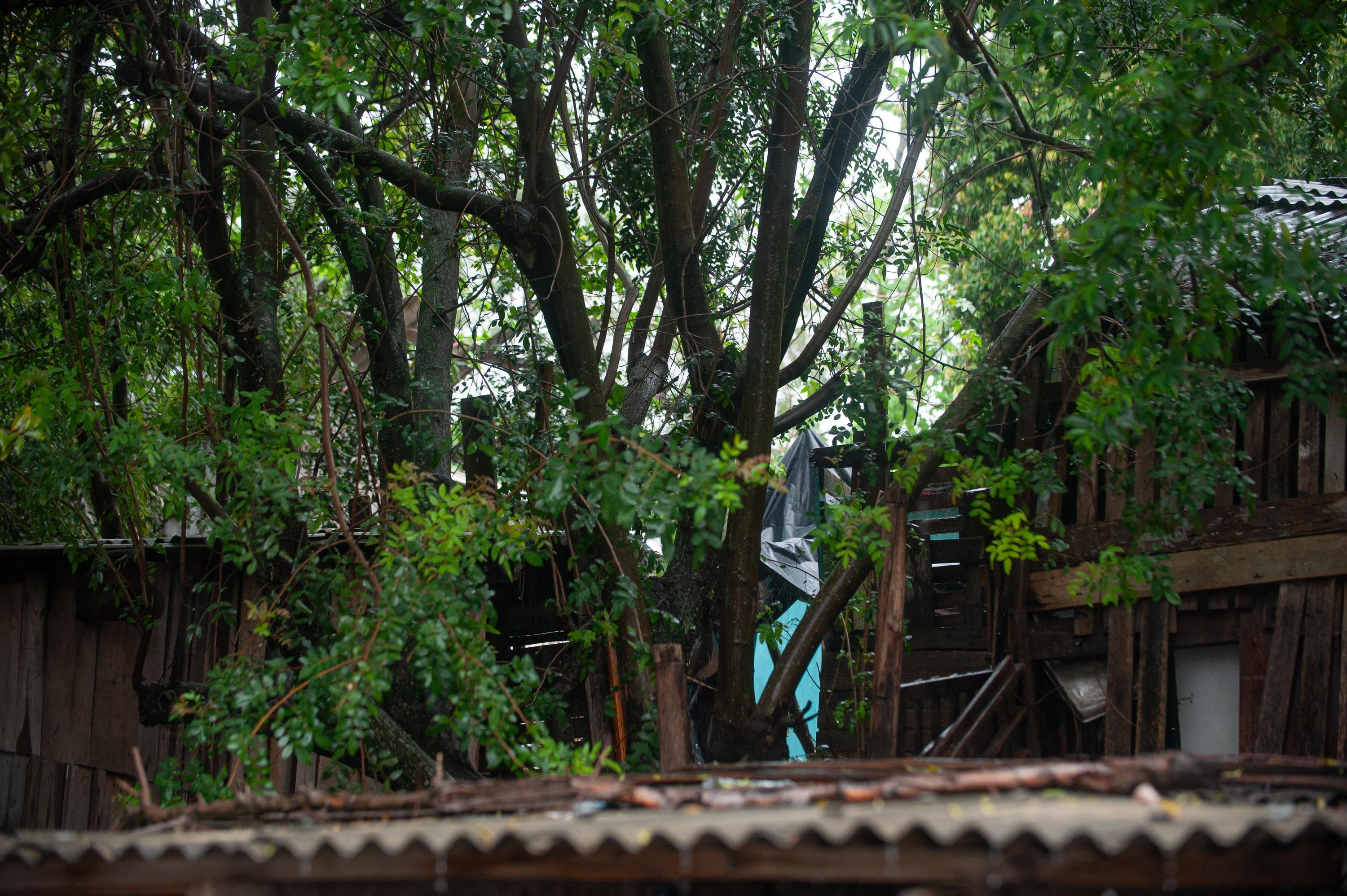 Crian&ccedil;a morre em queda de &aacute;rvore sobre casa na Vila Barranco