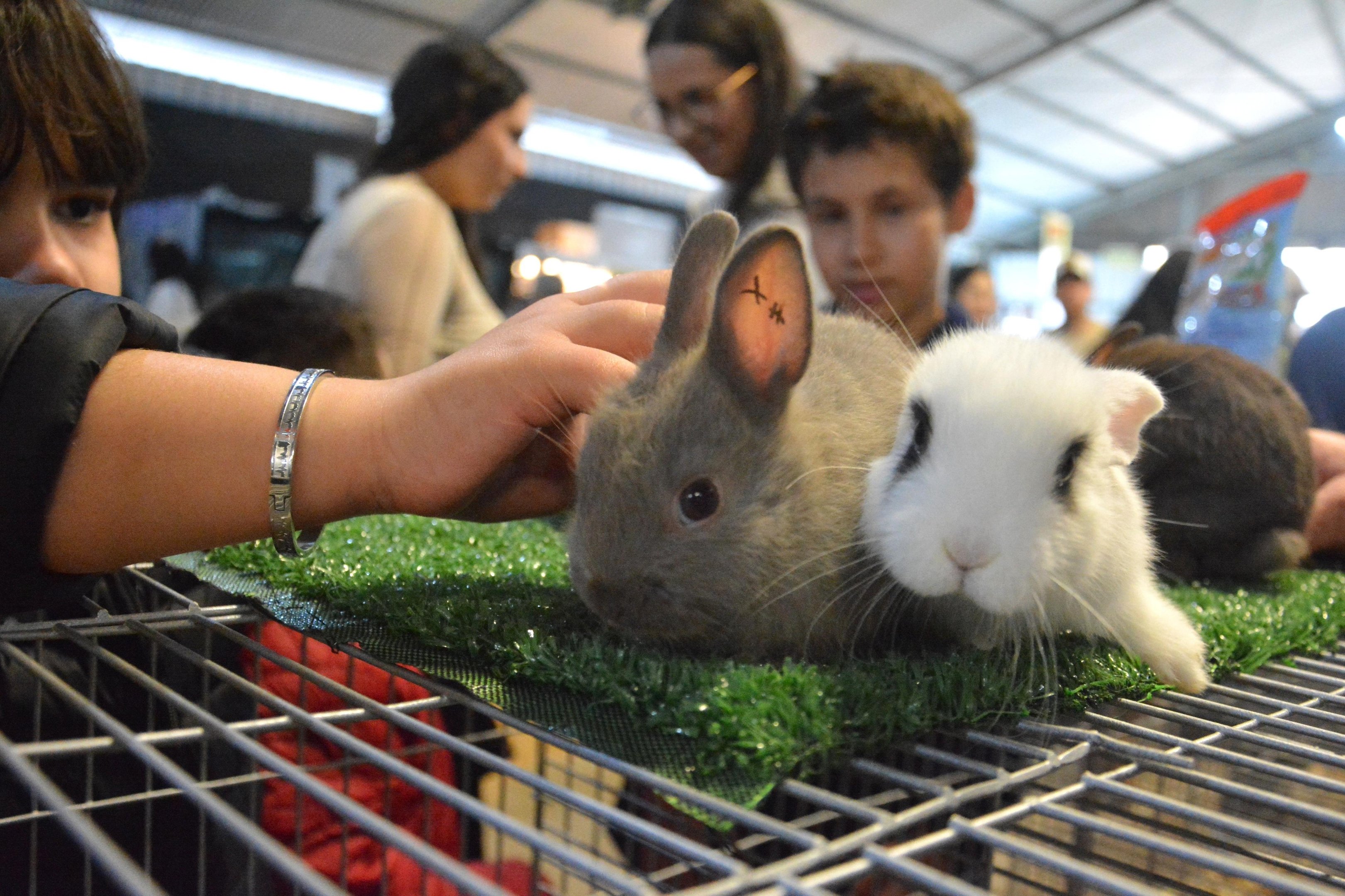Coelhos s&atilde;o grande atra&ccedil;&atilde;o do p&uacute;blico no Pavilh&atilde;o de Pequenos Animais na 49&ordf; Expointer