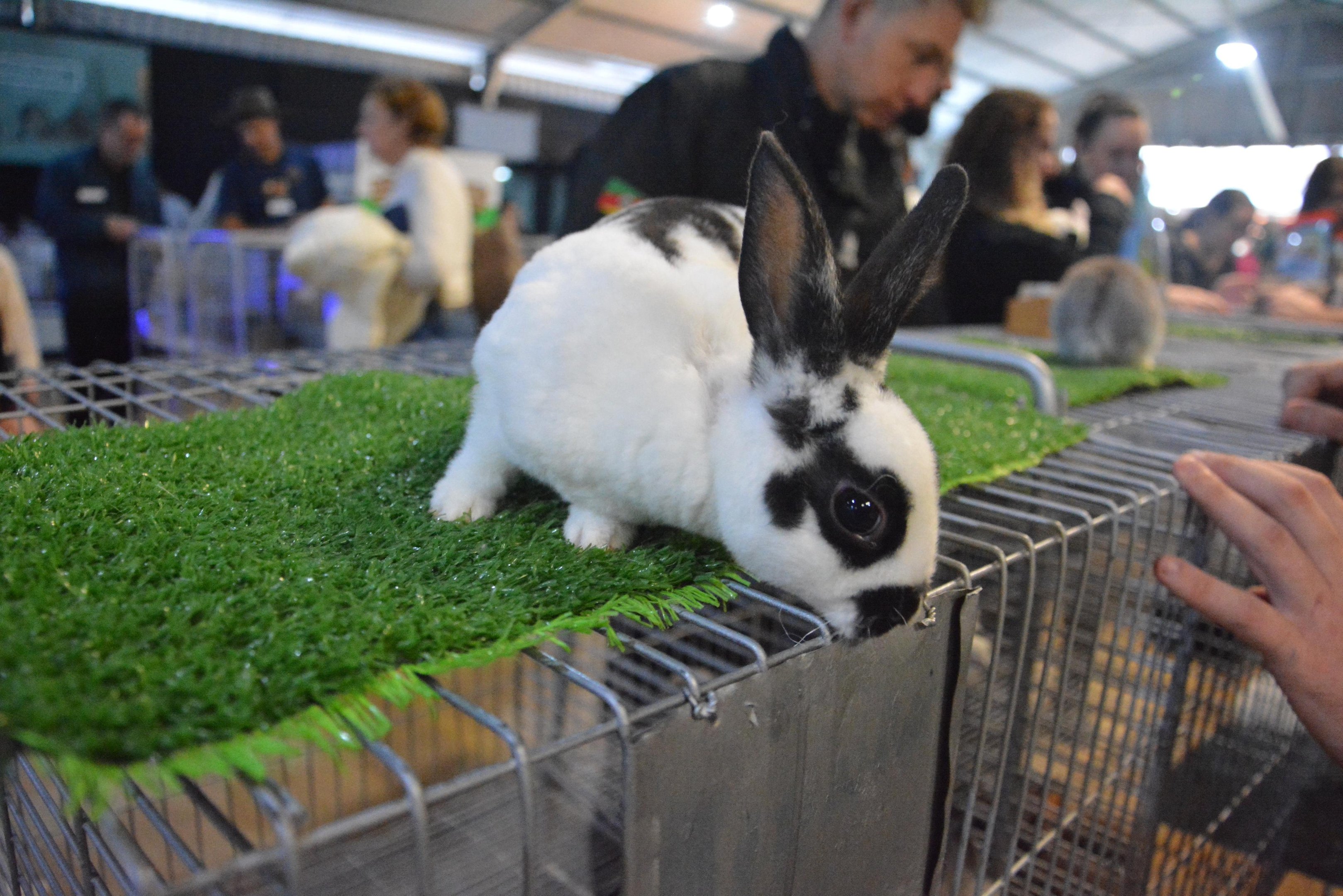 Coelhos s&atilde;o grande atra&ccedil;&atilde;o do p&uacute;blico no Pavilh&atilde;o de Pequenos Animais na 49&ordf; Expointer