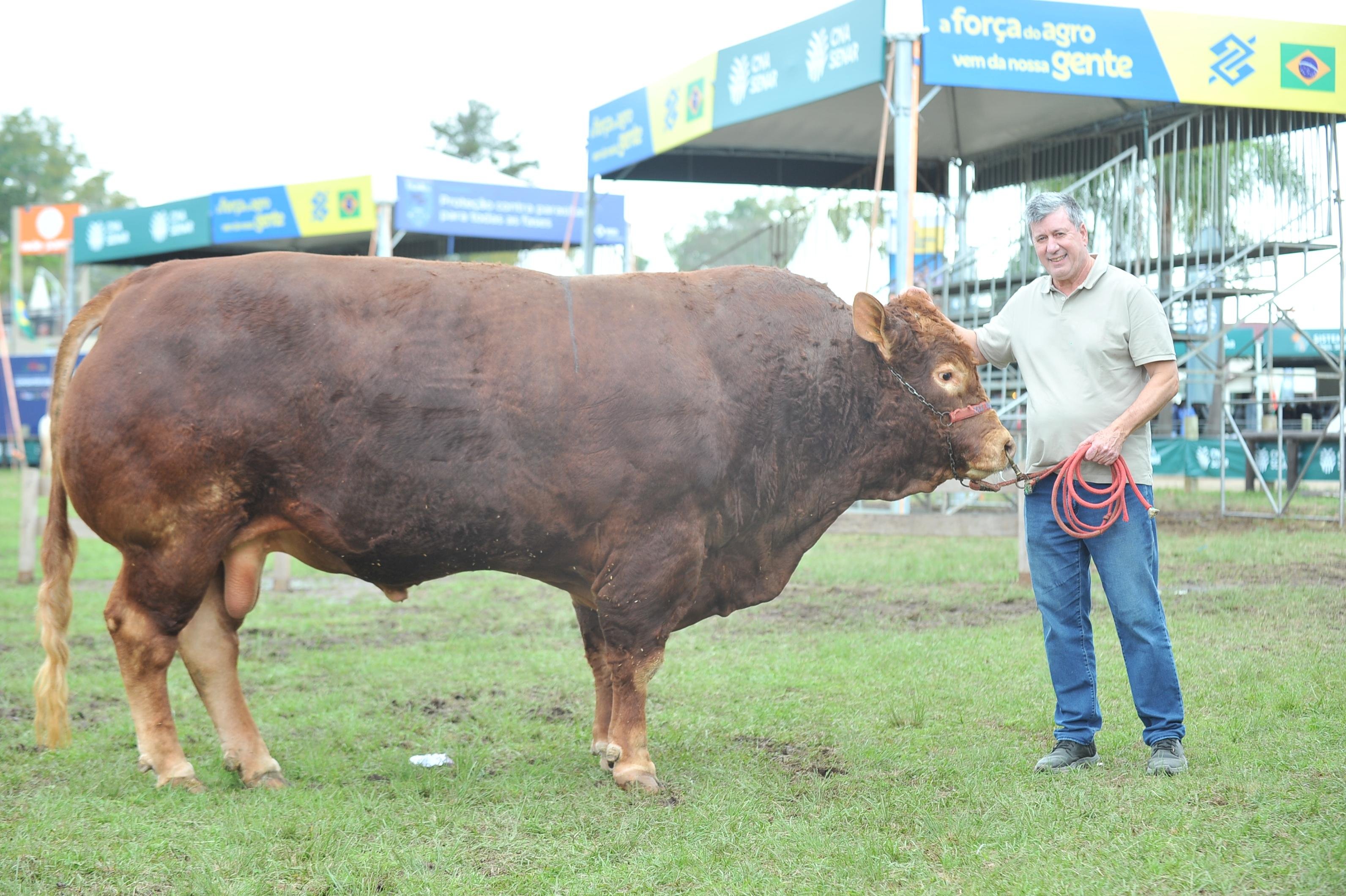 Touro chamado M&aacute;rcio tem apenas quatro anos