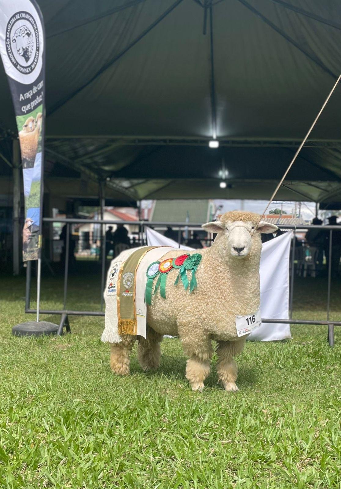 Estreante em competi&ccedil;&otilde;es, RQ Rinc&atilde;o Quer&ecirc;ncia 2572 - Tatuagem 2572 tem um ano de idade
