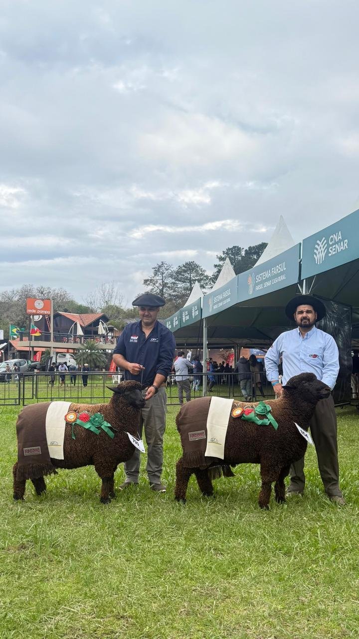 Grande Campe&atilde; (E) e Grande Campe&atilde;o da ra&ccedil;a Corriedale NC-O, da Agropecu&aacute;ria S&atilde;o Francisco