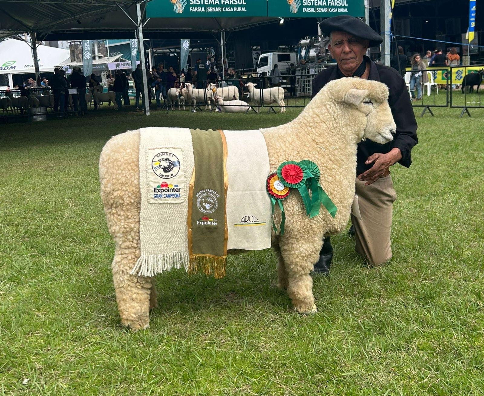Ovelha S&atilde;o Chico 5979 participou de competi&ccedil;&atilde;o no domingo
