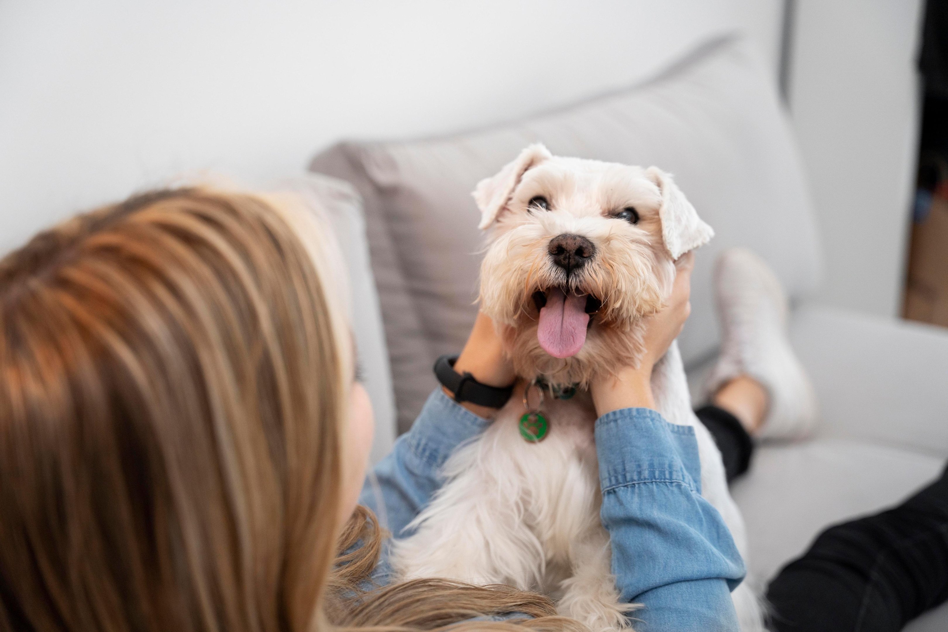 O latido pode ser uma forma de comunica&ccedil;&atilde;o e ajudar o tutor a entender o que o c&atilde;o sente quando fica sozinho