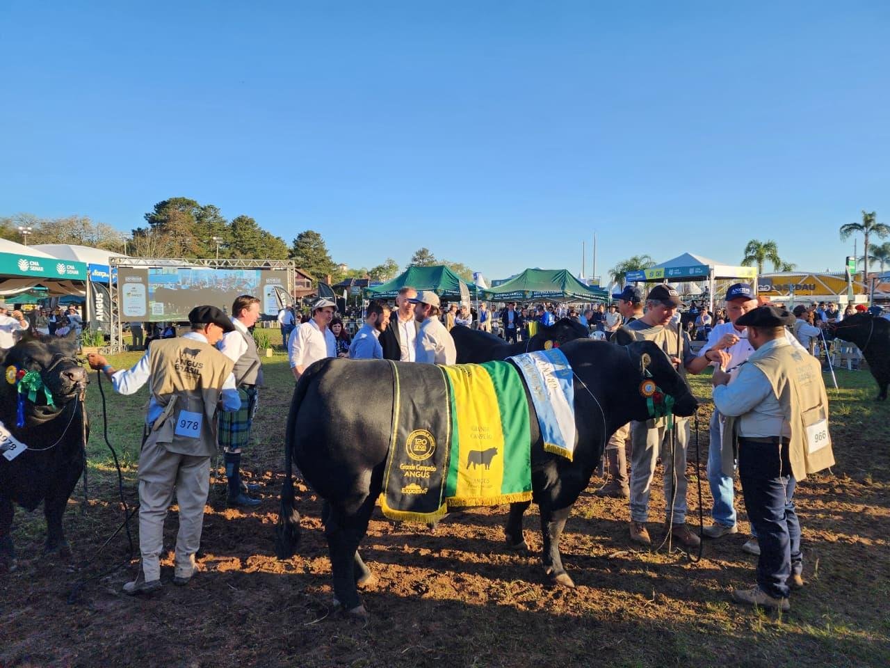 Touro Rincon TE4173 Raindance del Sarandy levou principal t&iacute;tulo do Angus