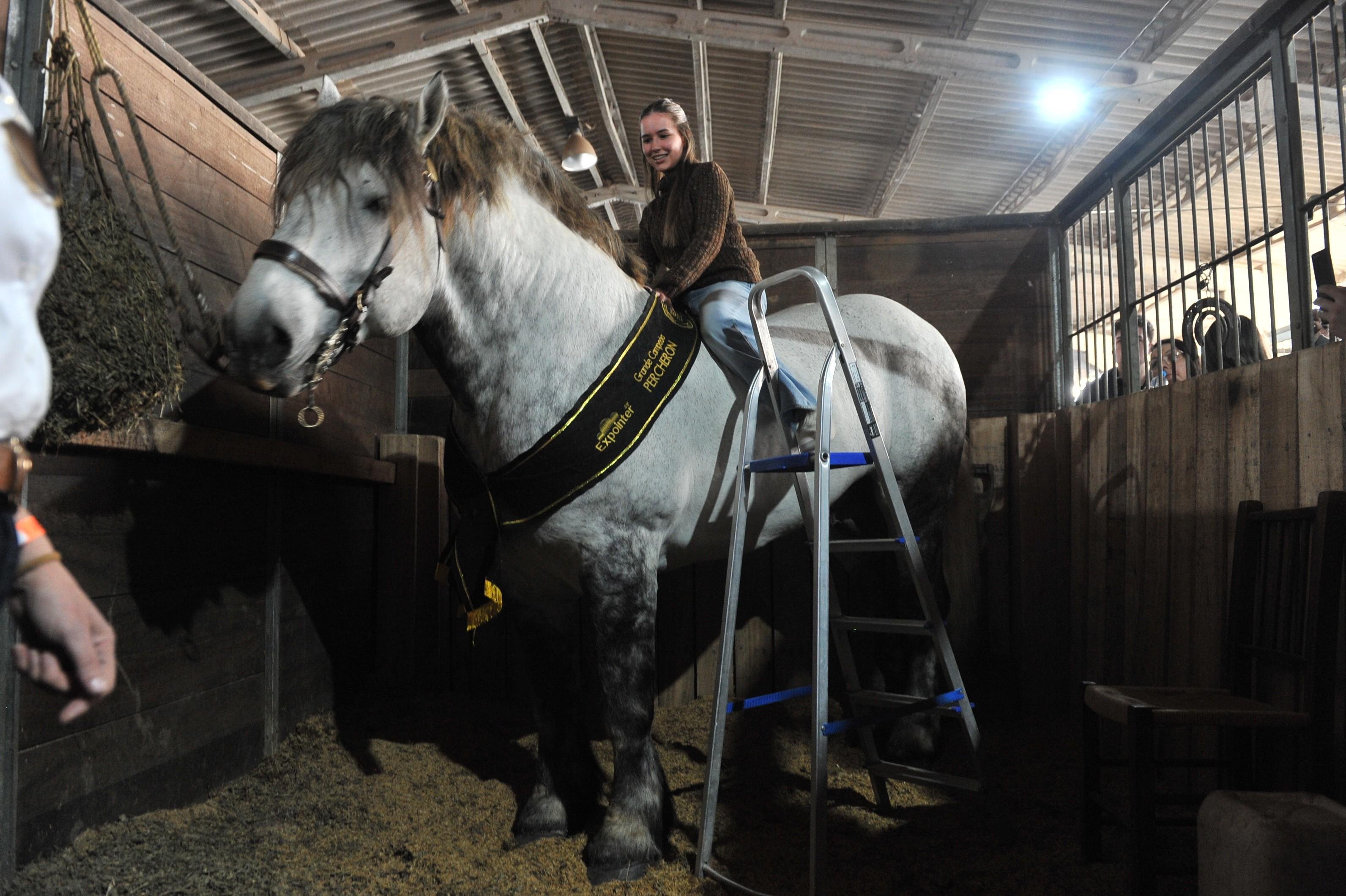 Os cavalos da ra&ccedil;a surgiram na Fran&ccedil;a como animais de tra&ccedil;&atilde;o pesada