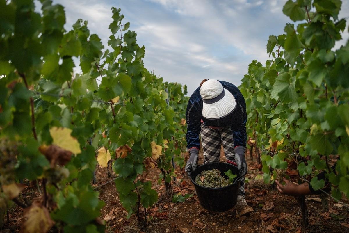 Fran&ccedil;a registra menor produ&ccedil;&atilde;o de vinho desde 1957 por seca e ondas de calor