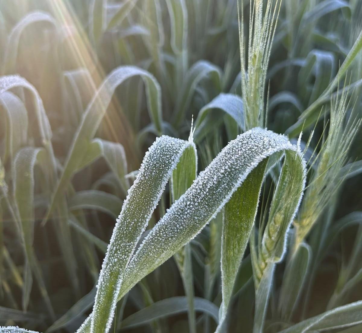 As geadas atingiram os 200 hectares de trigo do produtor de Tupanciret&atilde;