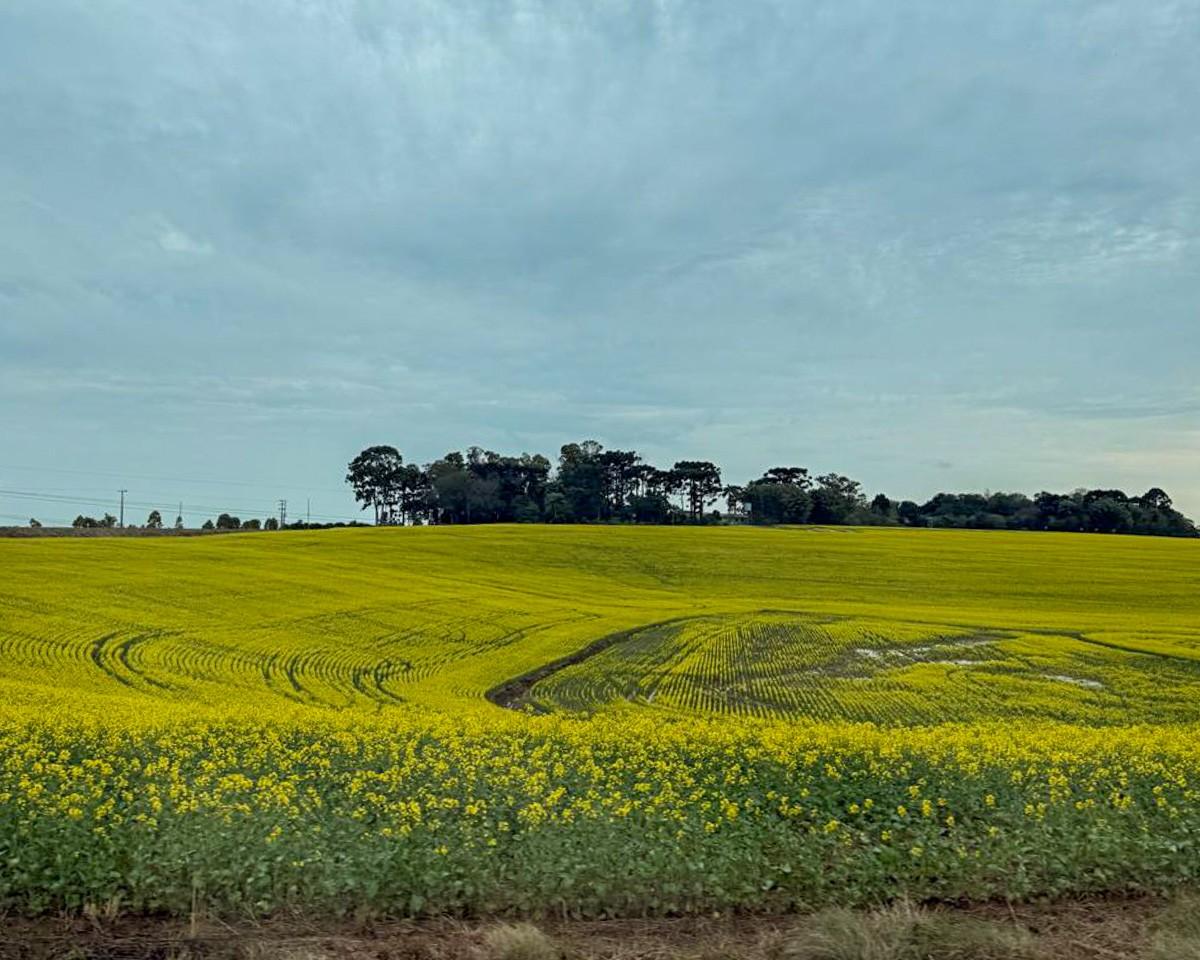 A &aacute;rea da oleaginosa e Passo Fundo e regi&atilde;o passou de aproximadamente 6 mil hectares em 2025 para cerca de 35 mil
