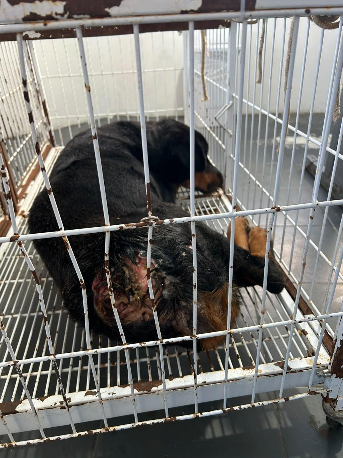 Ap&oacute;s a avalia&ccedil;&atilde;o veterin&aacute;ria o c&atilde;o foi resgatado e abrigado no canil municipal