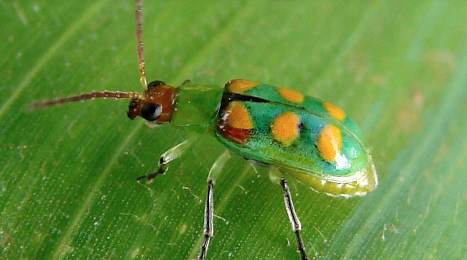 Besouro conhecido como vaquinha-verde-amarela, da fam&iacute;lia Chrysomelidae