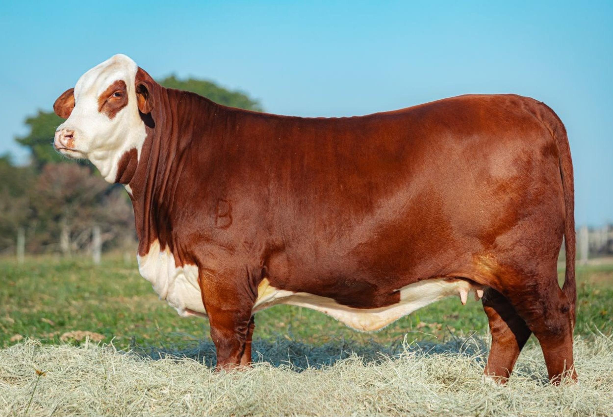 Em leil&atilde;o na Expointer, vaca Jasmine da Pitanga alcan&ccedil;ou avalia&ccedil;&atilde;o recorde para f&ecirc;meas Braford