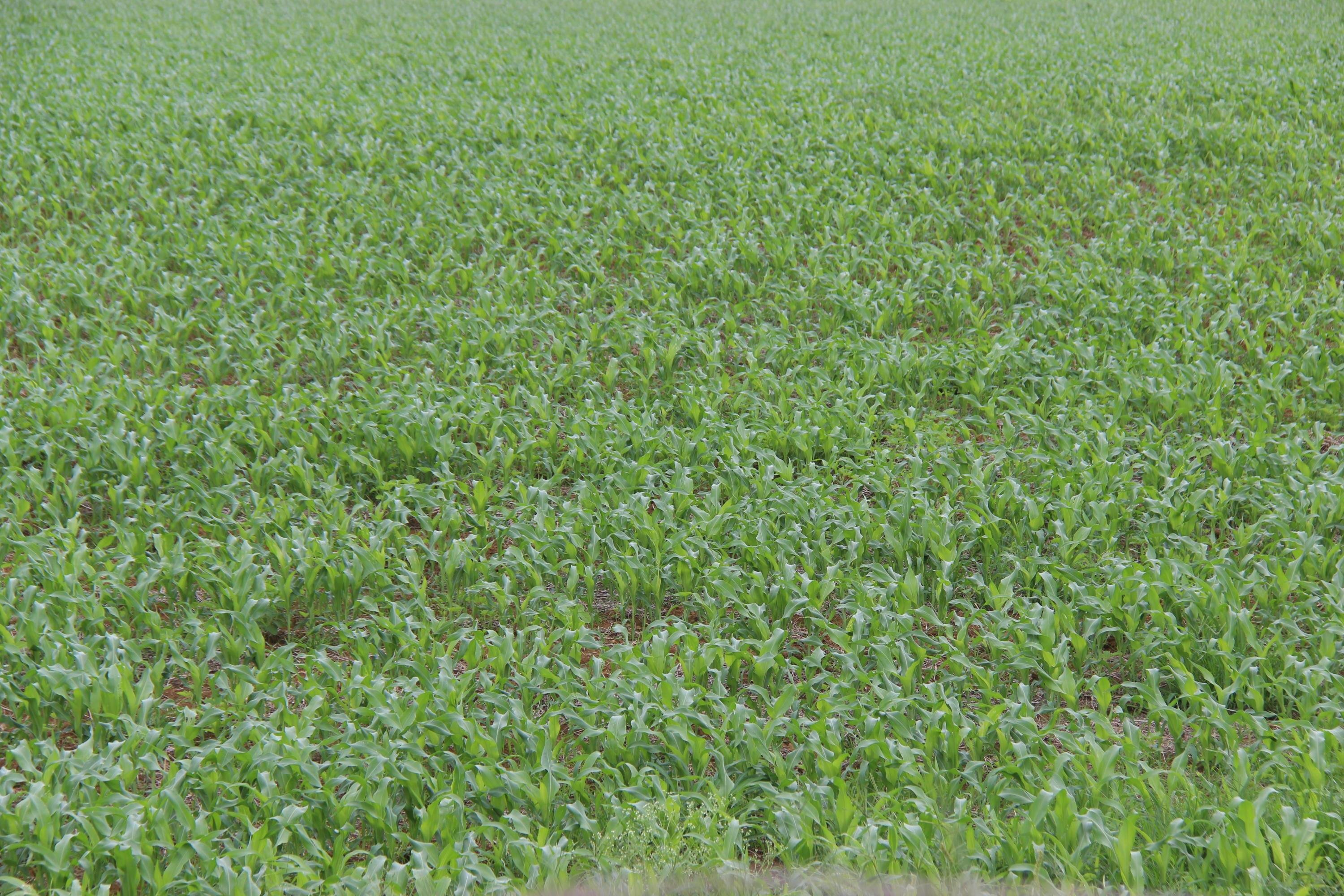 Previs&atilde;o da Emater &eacute; que o cereal dever&aacute; ter um aumento de 7,42% na &aacute;rea, para 896.401 hectares