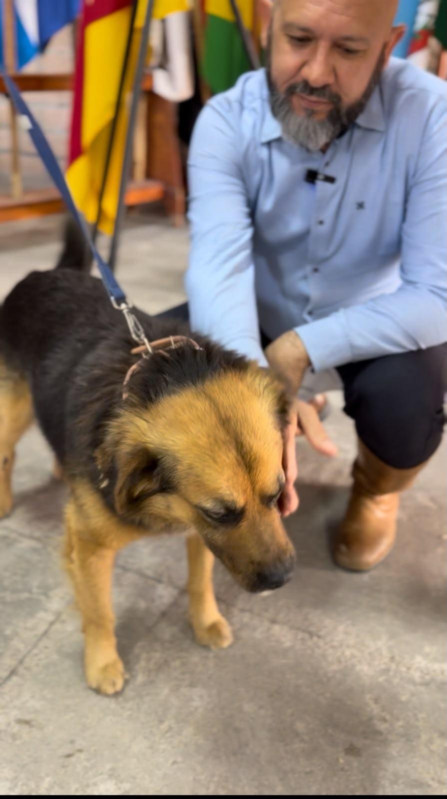 Ap&oacute;s o ocorrido, o animal foi adotado pelo prefeito, Jo&atilde;o Francisco Feij&oacute; e recebeu o nome de Farroupilha