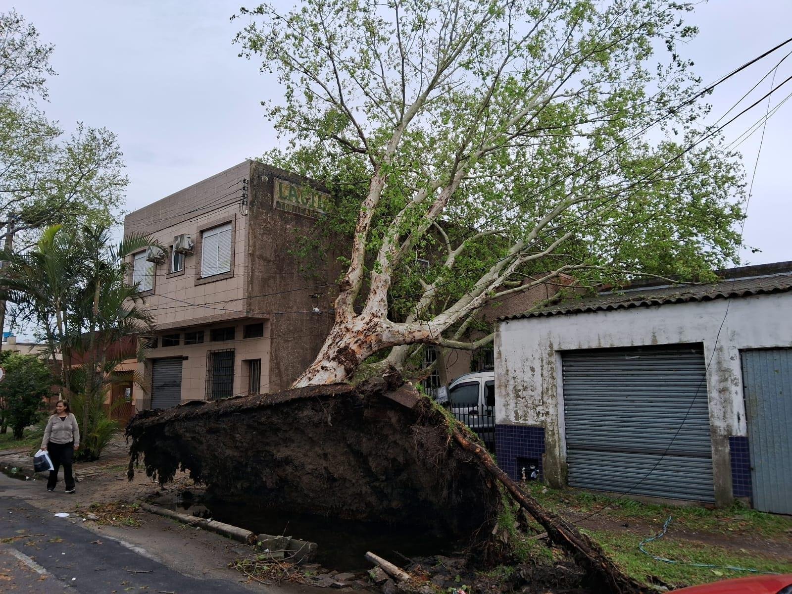 Na rua Portugal, em Rio Grande, o vento arrancou uma &aacute;rvore com o cal&ccedil;amento