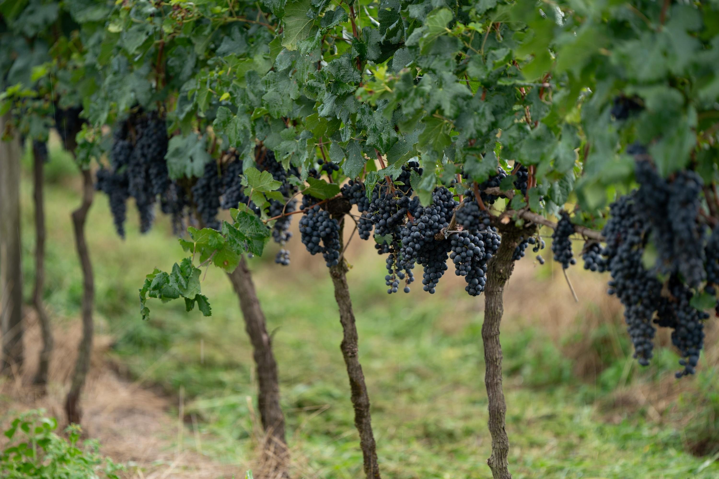 A&ccedil;&atilde;o abrange procedimentos adotados em todas as etapas da produ&ccedil;&atilde;o de uvas