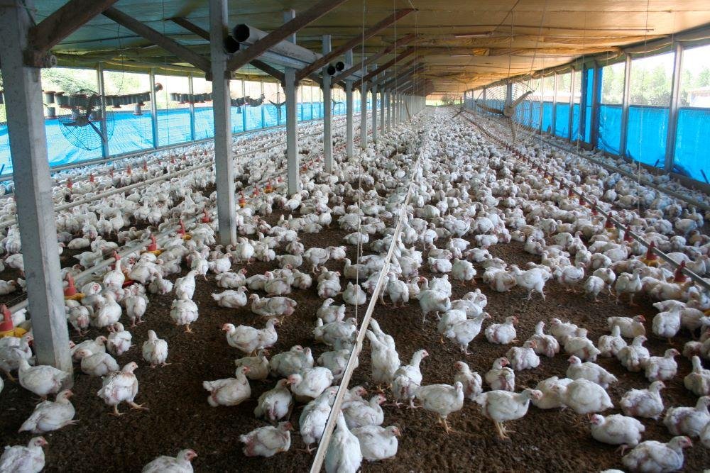 A miss&atilde;o europeia promoveu visitas a estabelecimentos produtivos brasileiros de produ&ccedil;&atilde;o de frango
