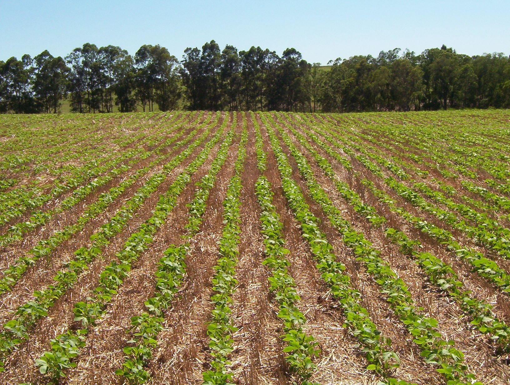 Solos bem manejados armazenam mais &aacute;gua, oferecem melhores condi&ccedil;&otilde;es ao desenvolvimento das ra&iacute;zes e tornam a  soja mais resistente &agrave;s oscila&ccedil;&otilde;es clim&aacute;ticas