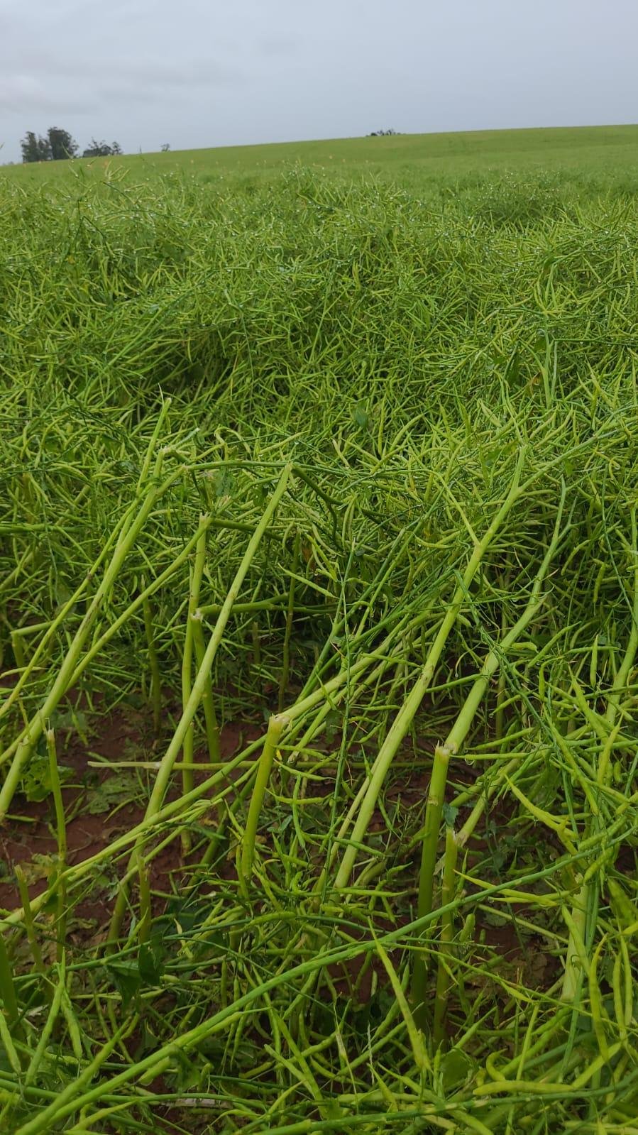 Planta&ccedil;&atilde;o de canola em Santo Ant&ocirc;nio das Miss&otilde;es foi comprometida por chuva de granizo